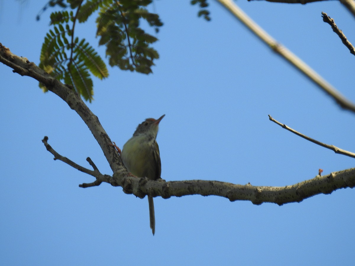 Common Tailorbird - Marco Costa