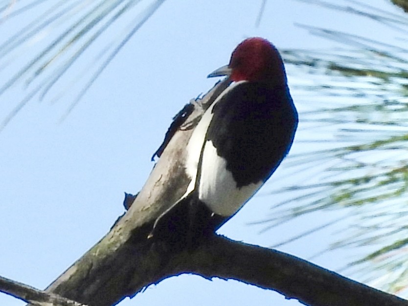 Red-headed Woodpecker - ML618150021