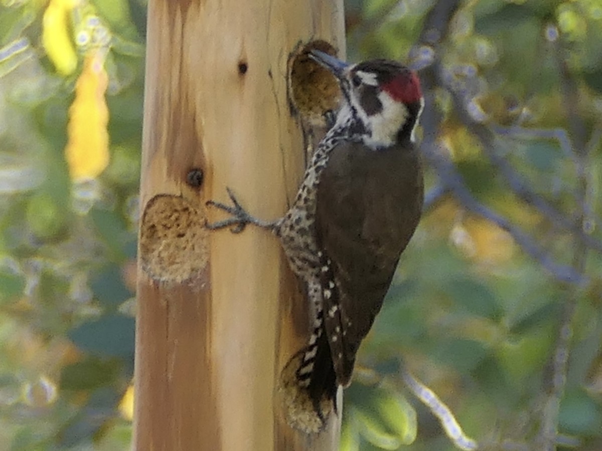 Arizona Woodpecker - ML618150055