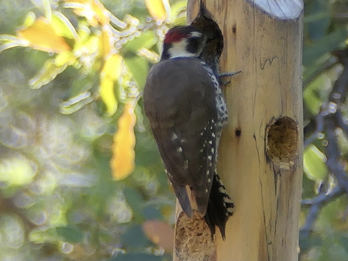 Arizona Woodpecker - Nancy Houlihan