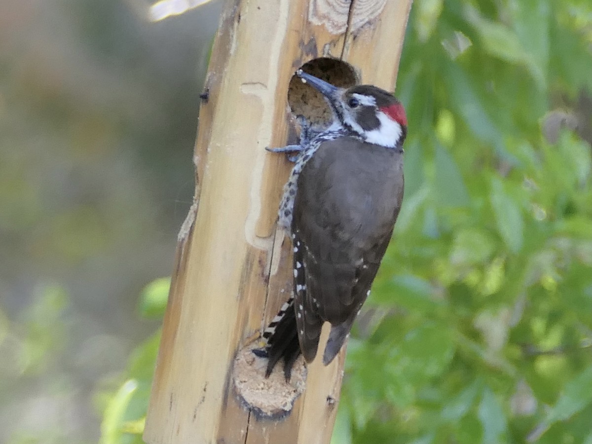 Arizona Woodpecker - ML618150057