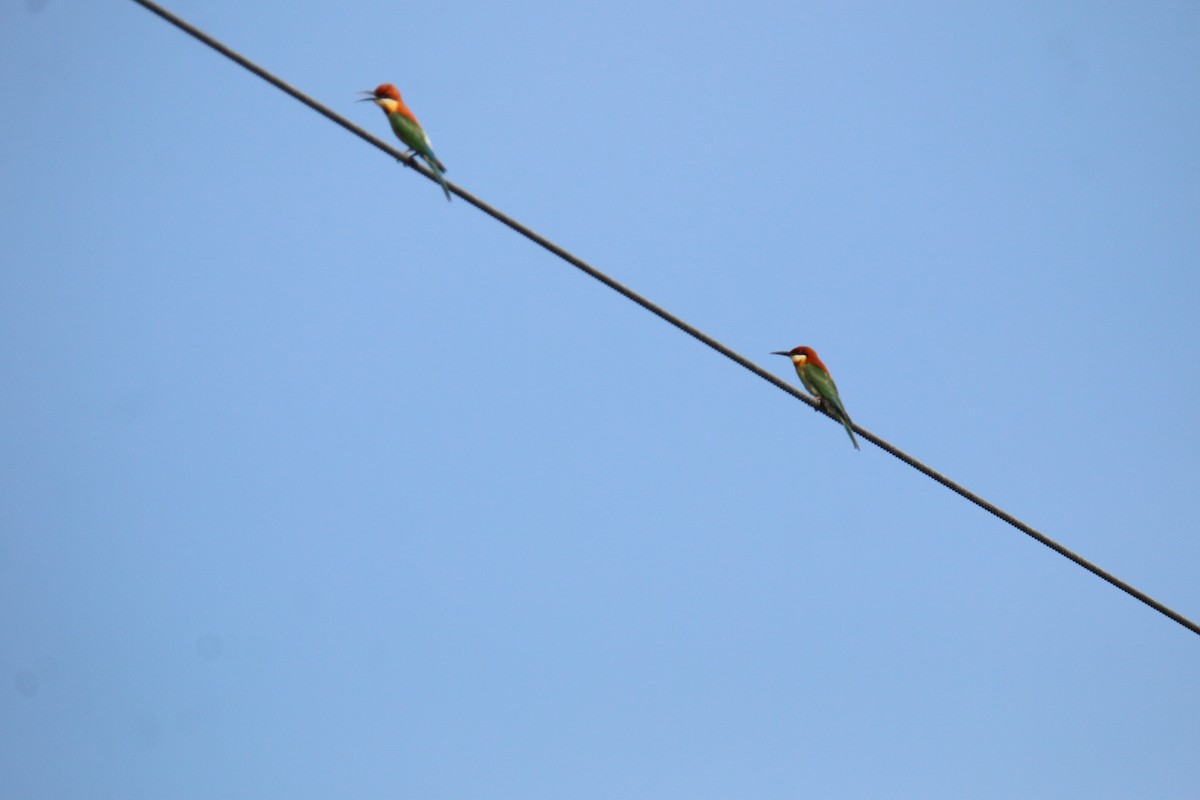 Chestnut-headed Bee-eater - Bhanu Prakash