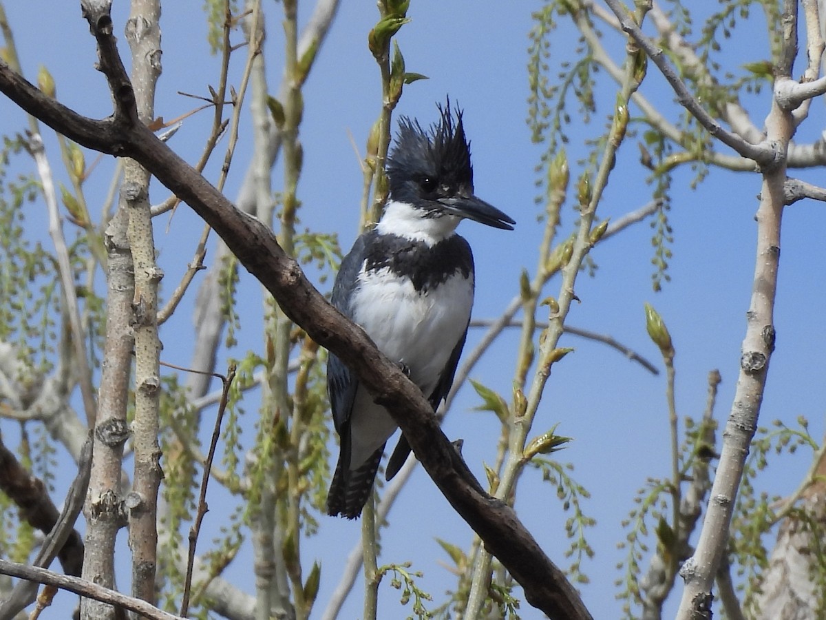 Belted Kingfisher - ML618150088