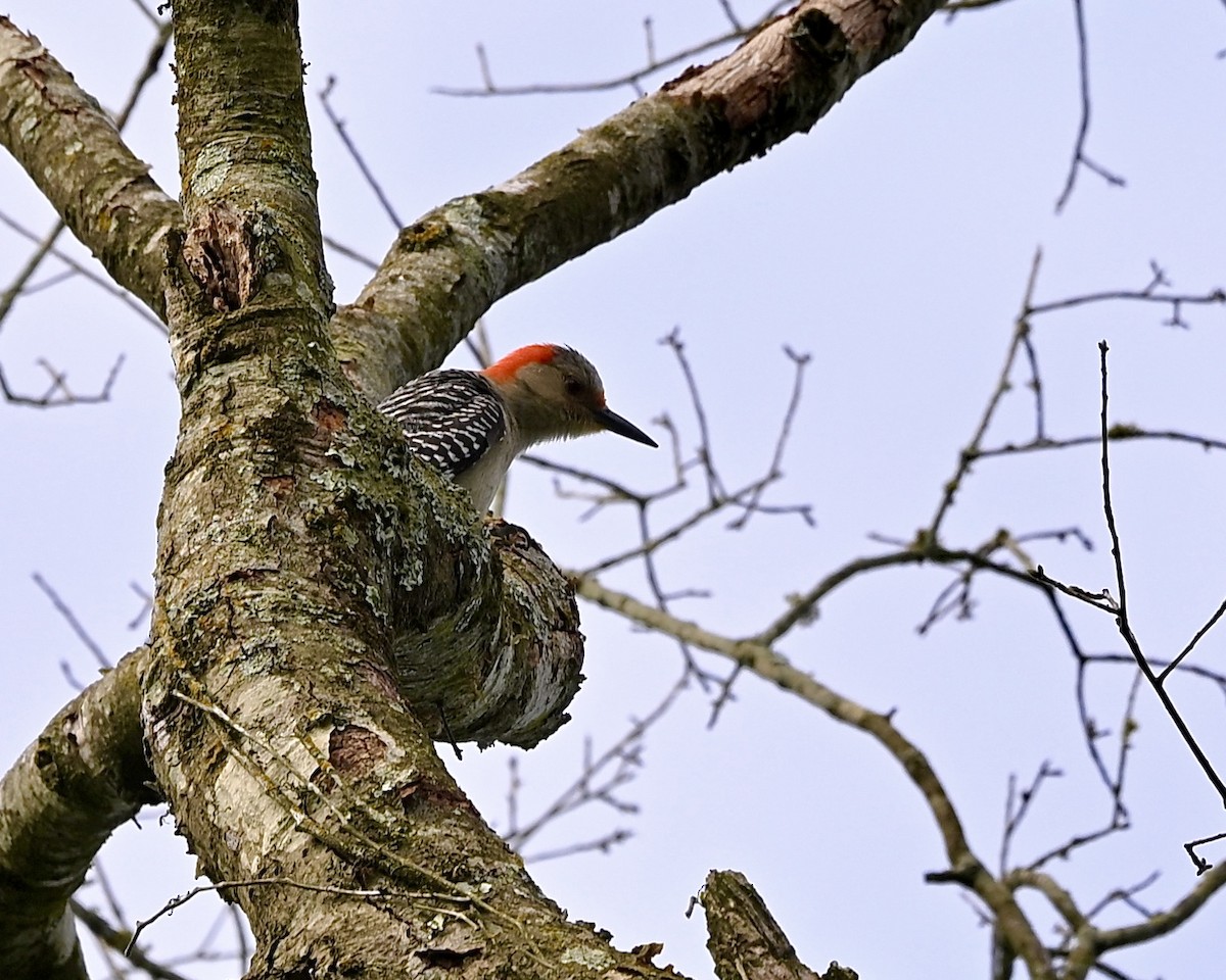 Red-bellied Woodpecker - ML618150089