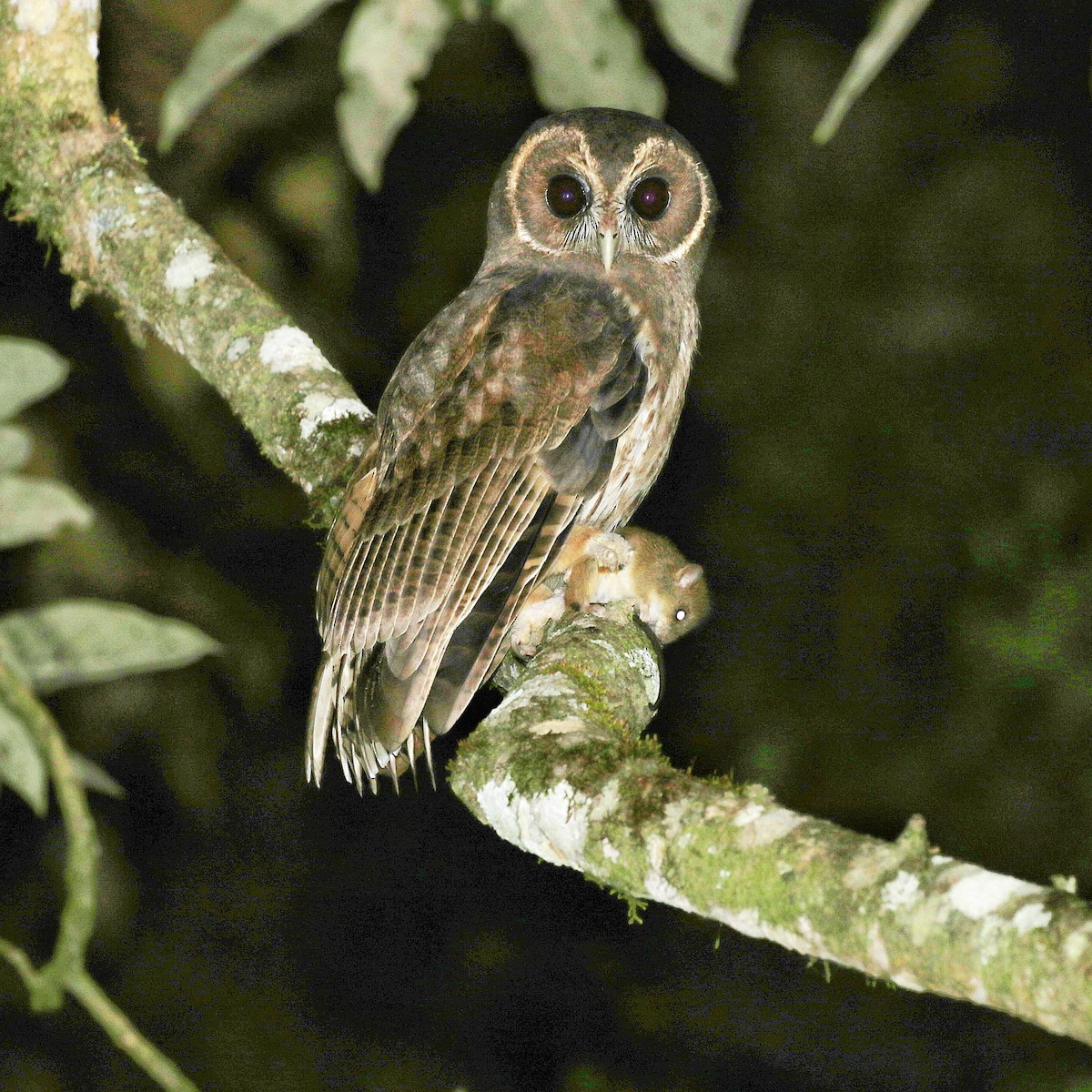 Mottled Owl - ML618150092