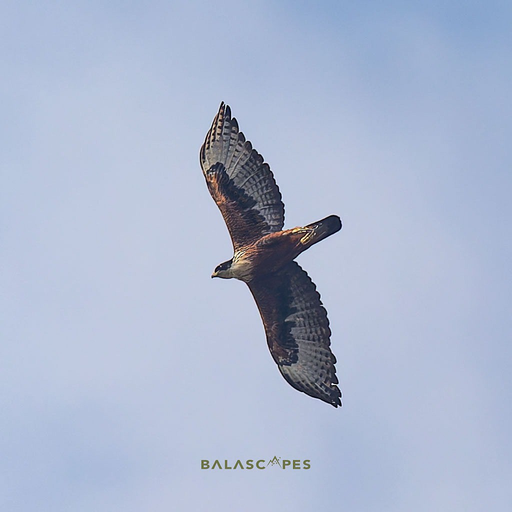 Rufous-bellied Eagle - ML618150094