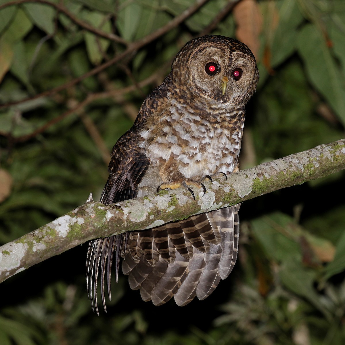 Rusty-barred Owl - ML618150097