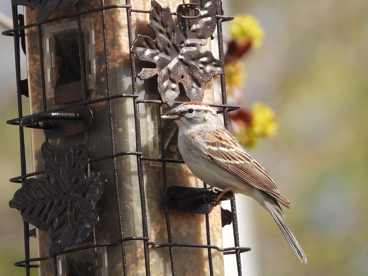 Chipping Sparrow - Daniel Coderre