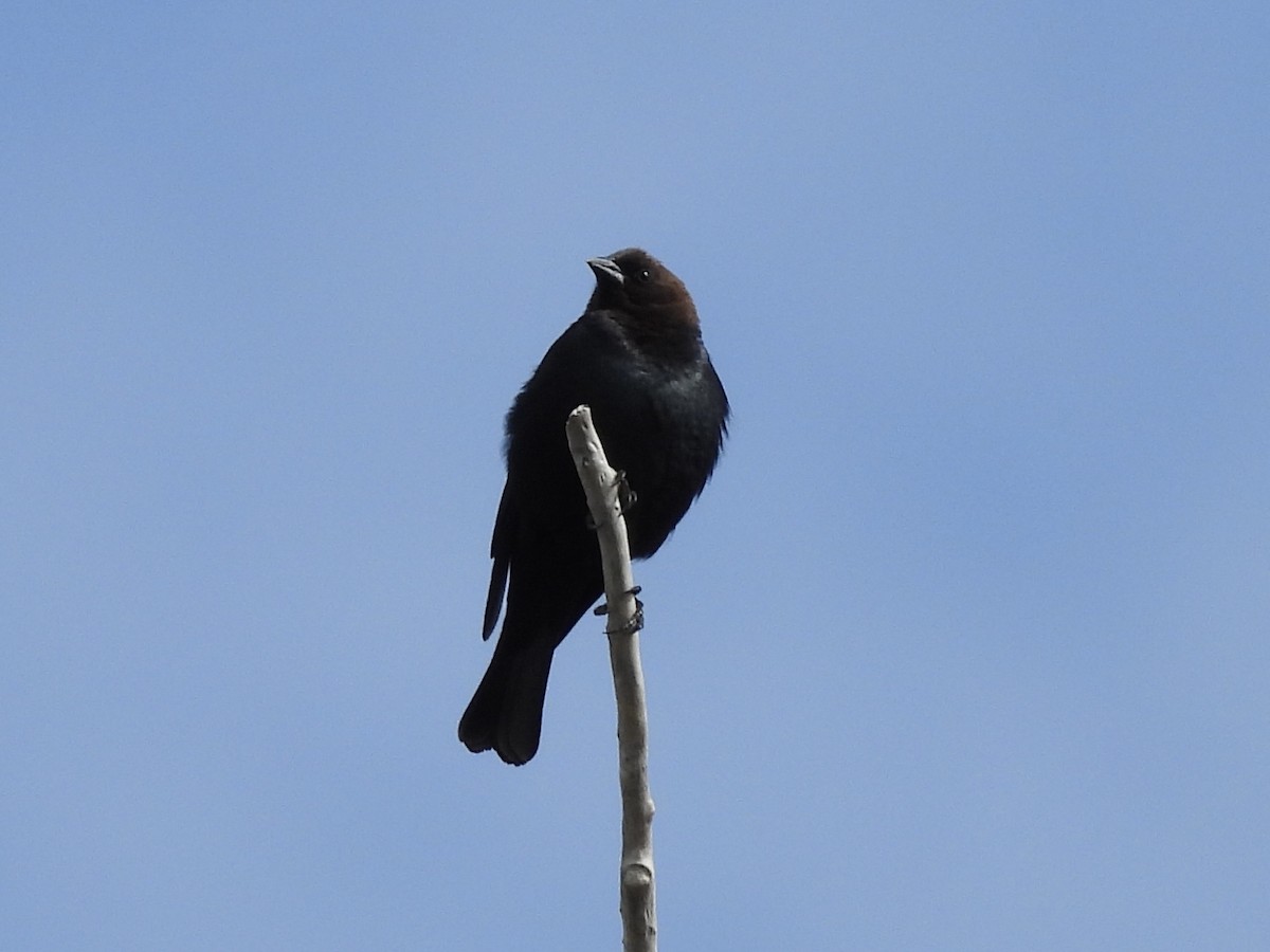 Brown-headed Cowbird - ML618150109