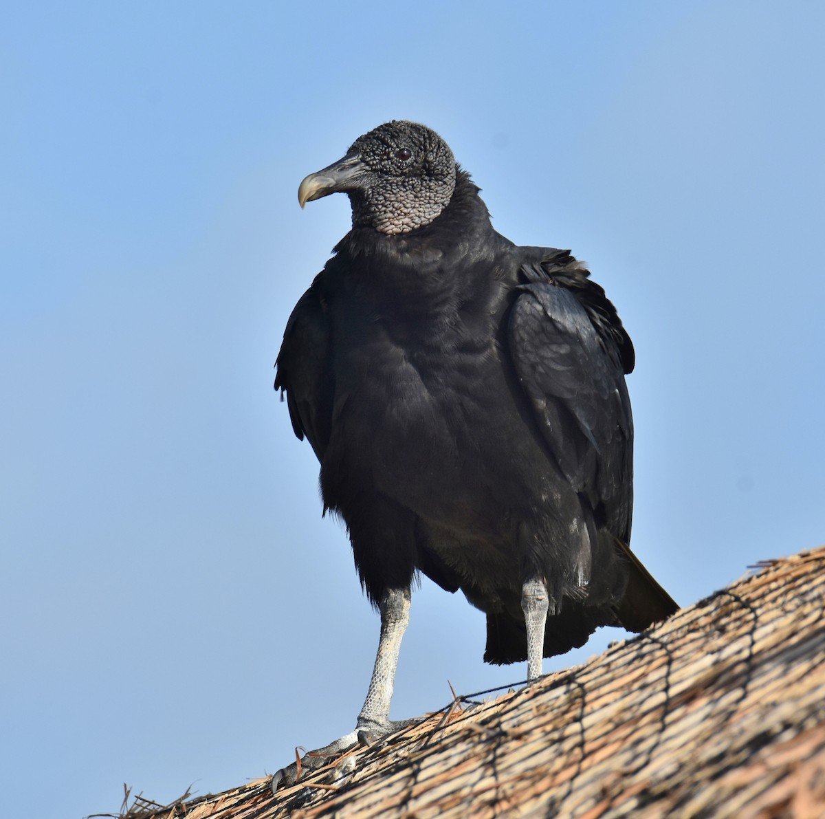 Black Vulture - Shirley Rushforth Guinn