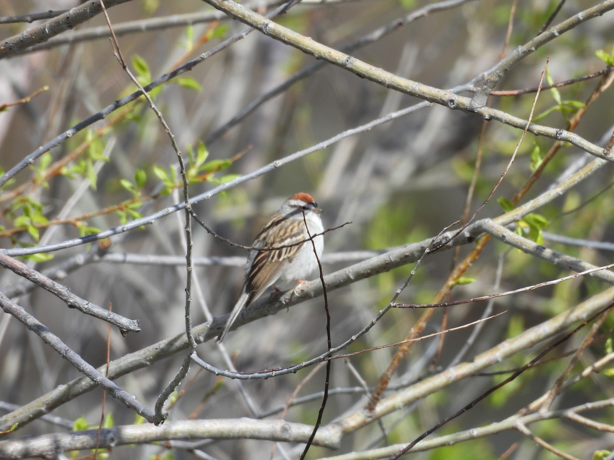 Chipping Sparrow - ML618150143