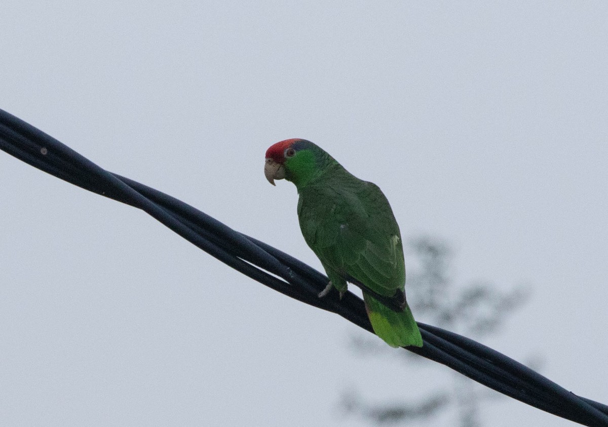 Red-crowned Parrot - Tony Frank