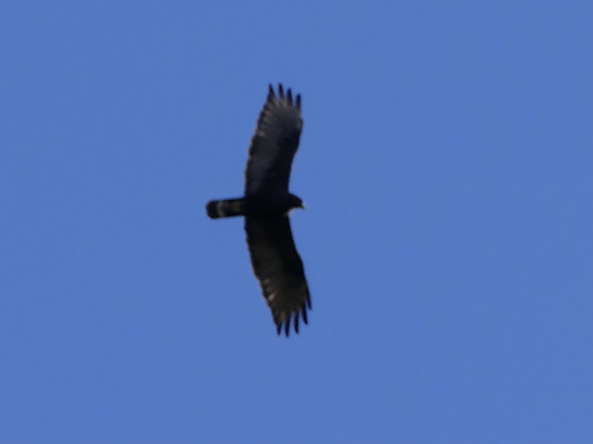 Zone-tailed Hawk - ML618150169