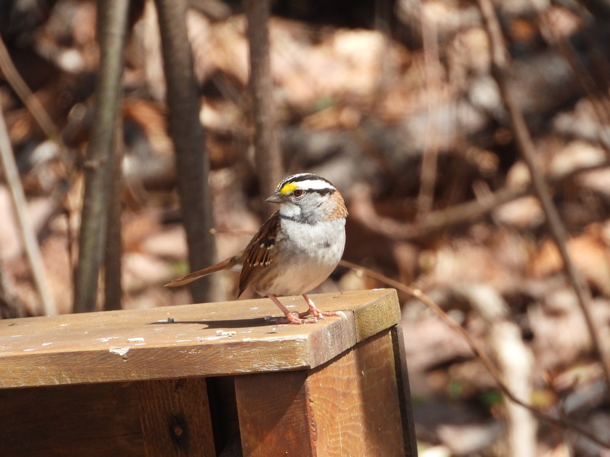 White-throated Sparrow - ML618150173