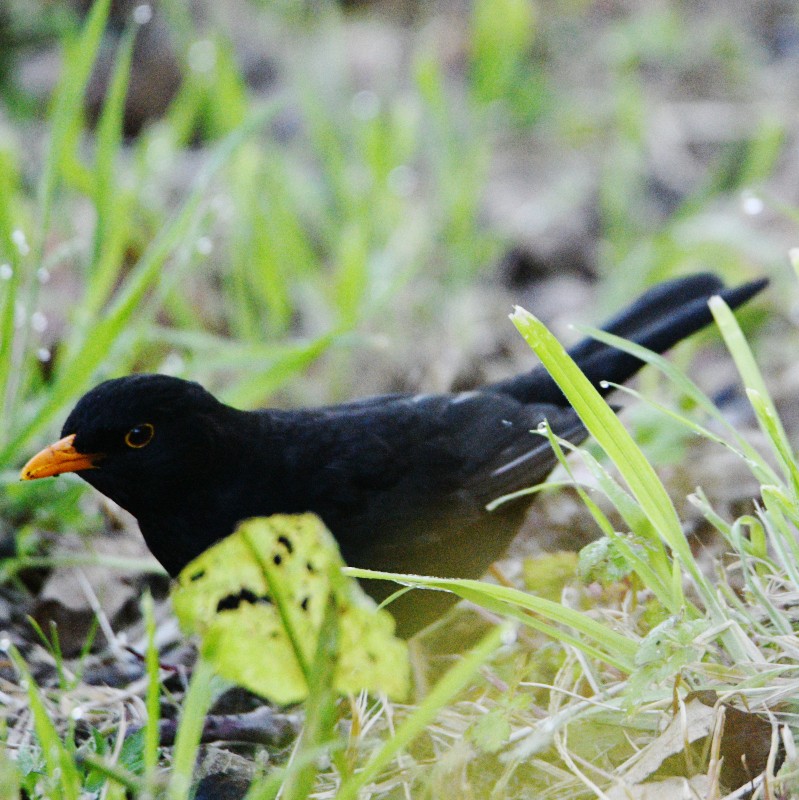 Eurasian Blackbird - Jos Simons