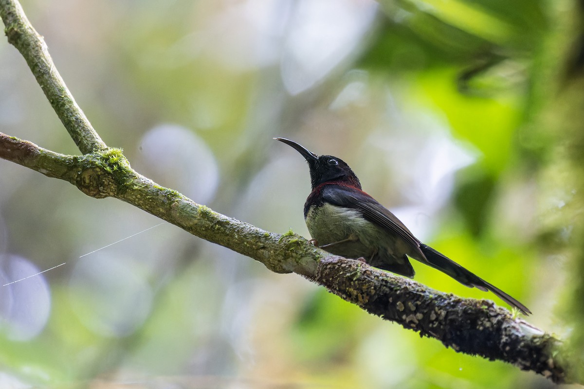 Black-throated Sunbird - Muangpai Suetrong