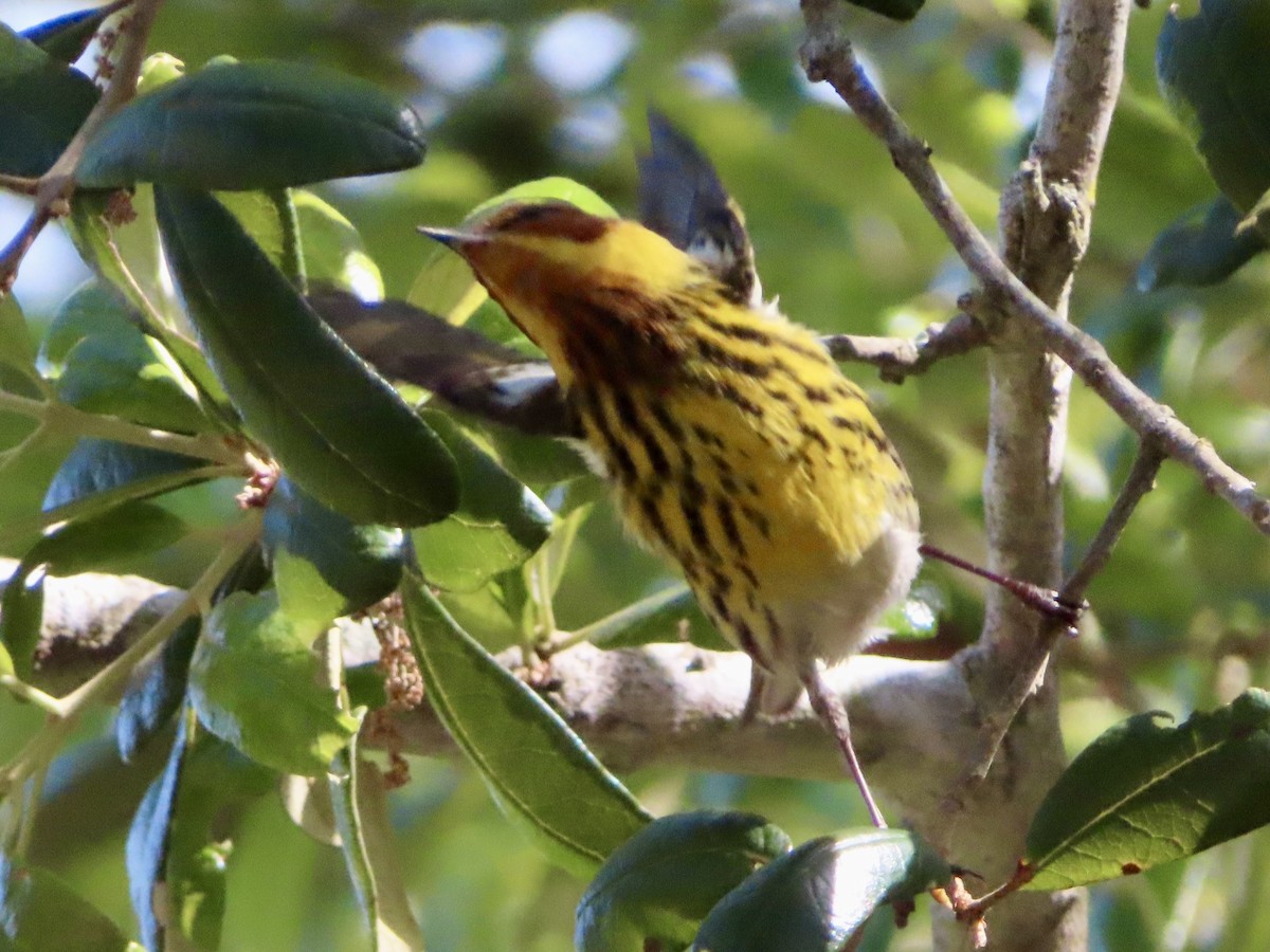 Cape May Warbler - Stephanie Parker