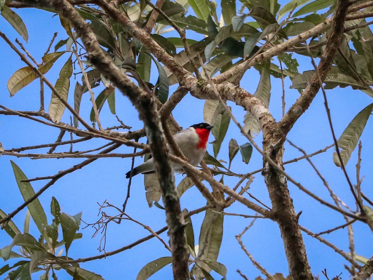 Cherry-throated Tanager - ML618150203
