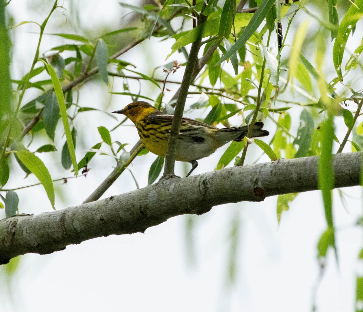 Cape May Warbler - ML618150242