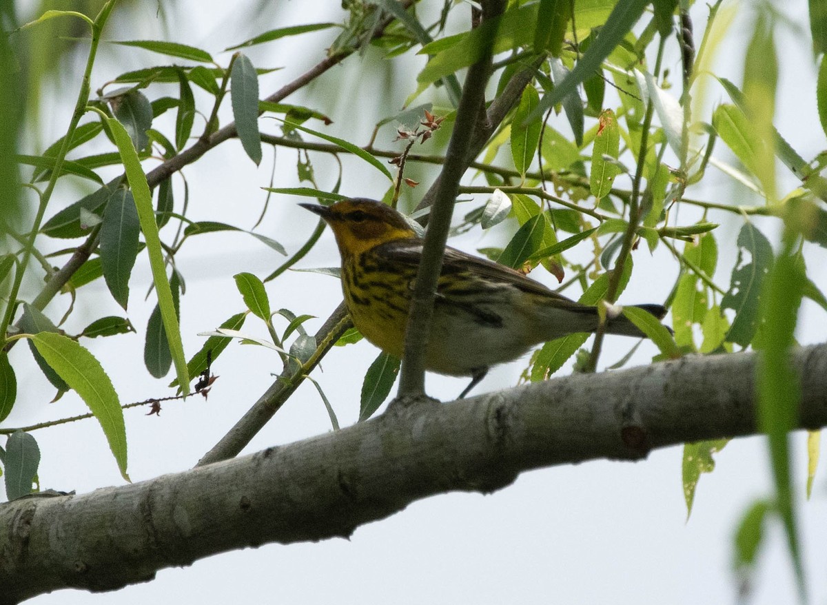 Cape May Warbler - ML618150243