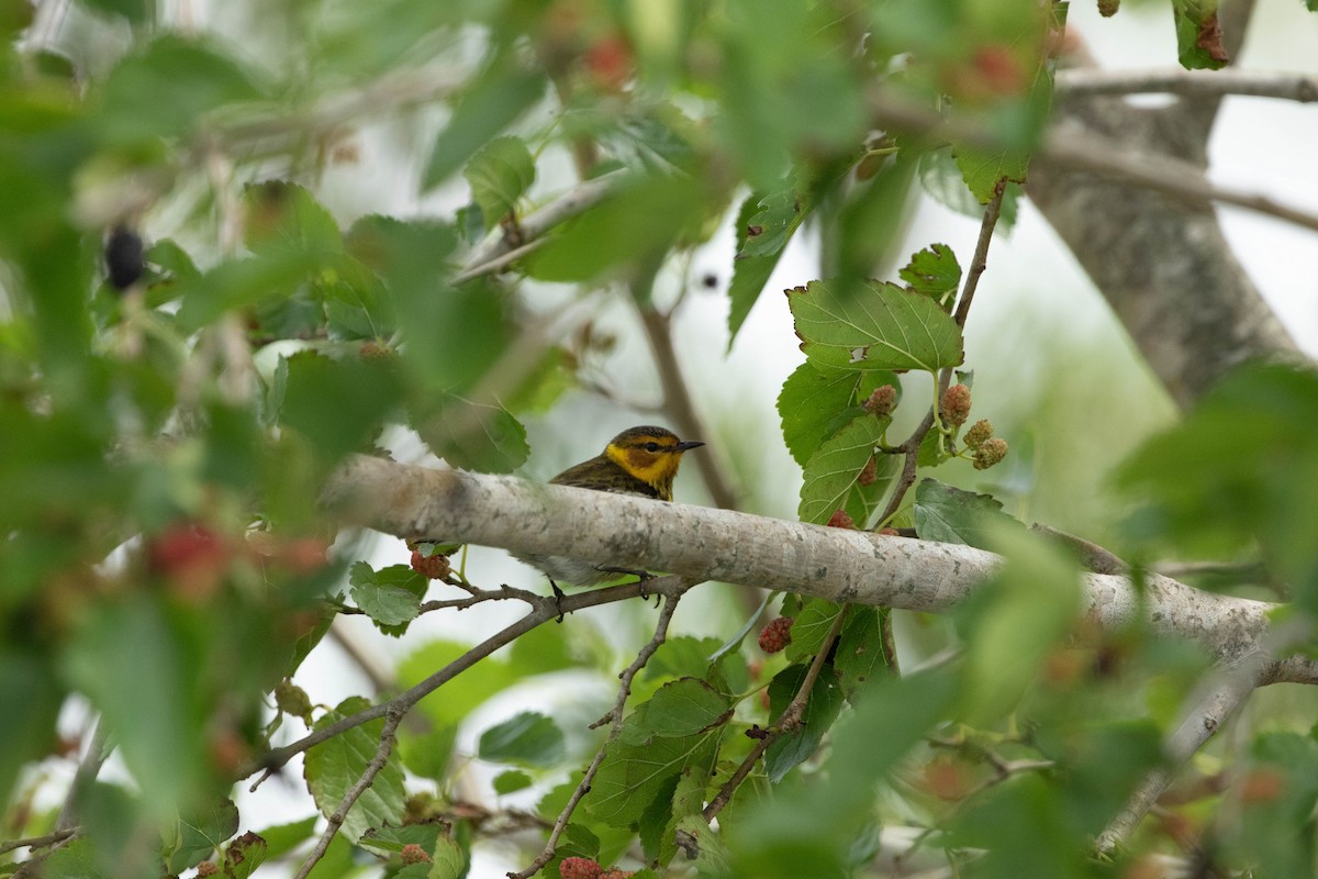Cape May Warbler - ML618150244
