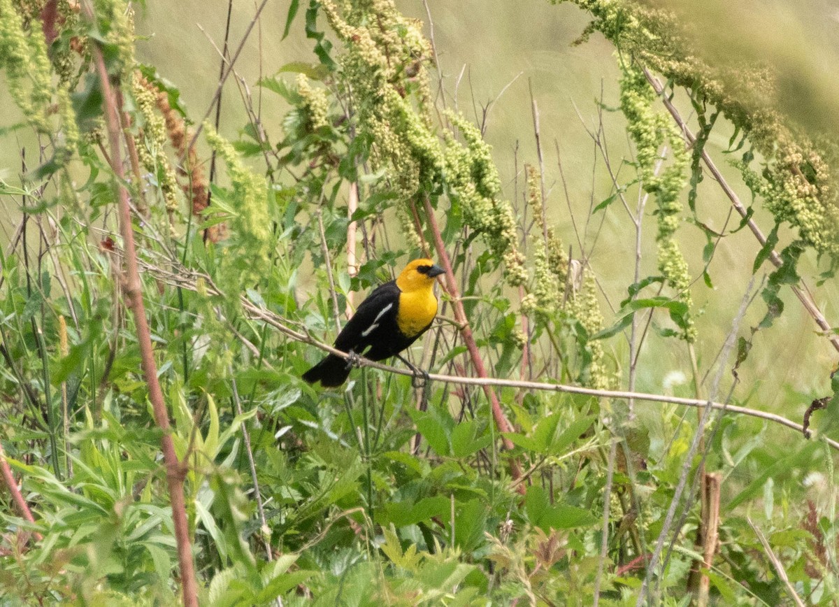 Yellow-headed Blackbird - ML618150252
