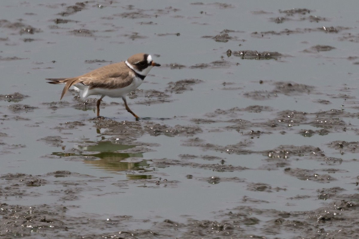 Semipalmated Plover - ML618150270