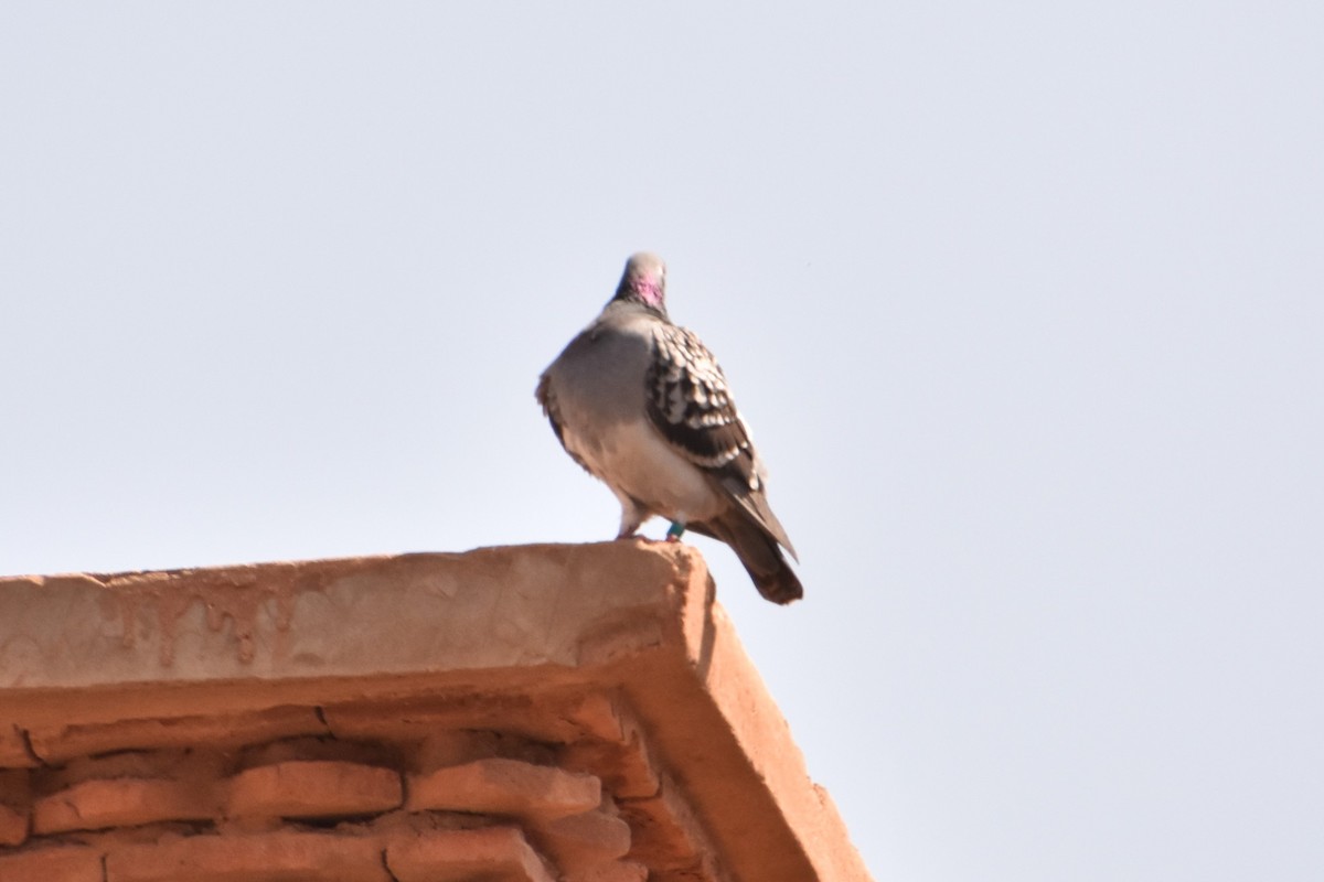 Rock Pigeon (Feral Pigeon) - ML618150278