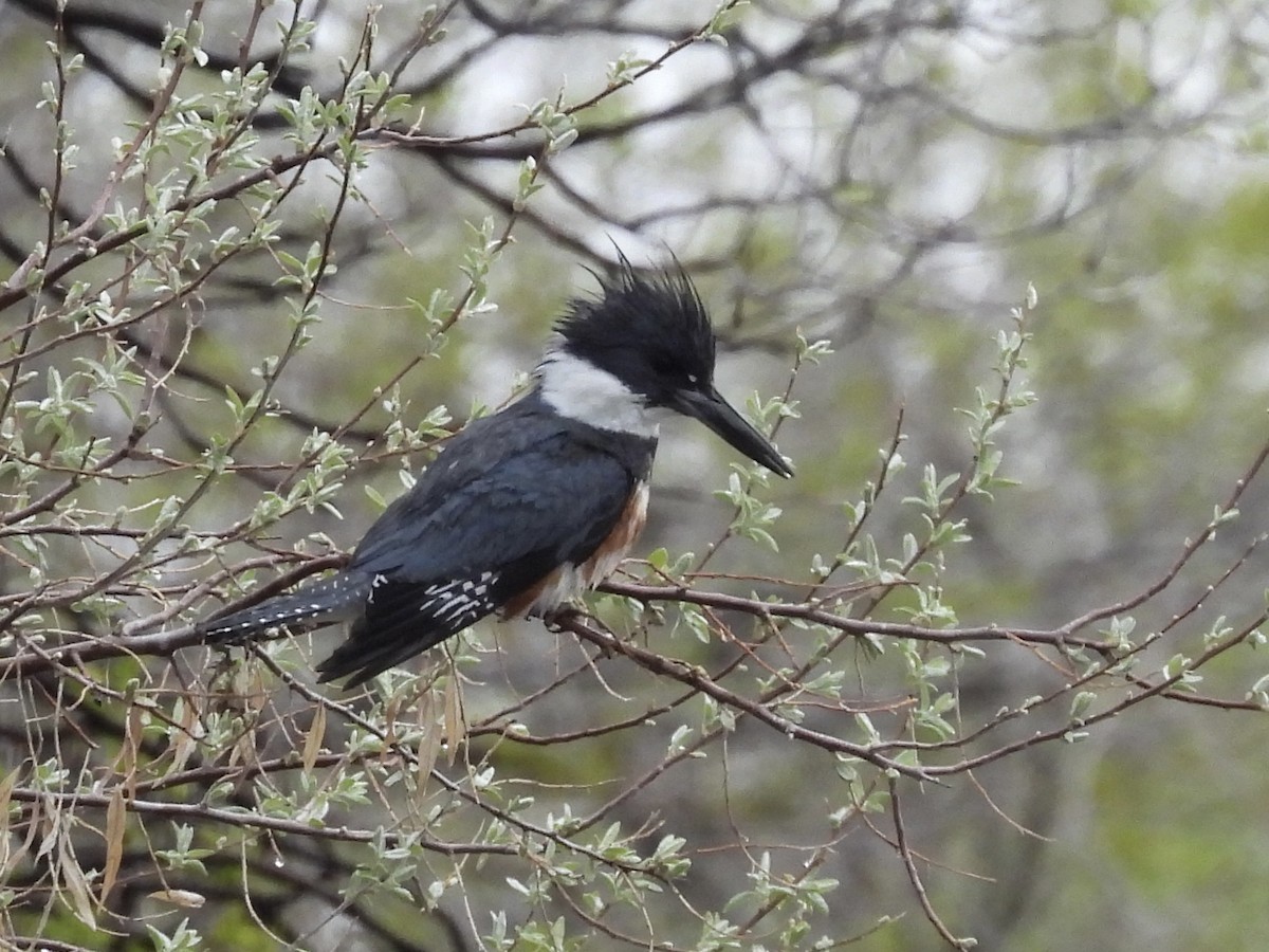 Belted Kingfisher - ML618150281