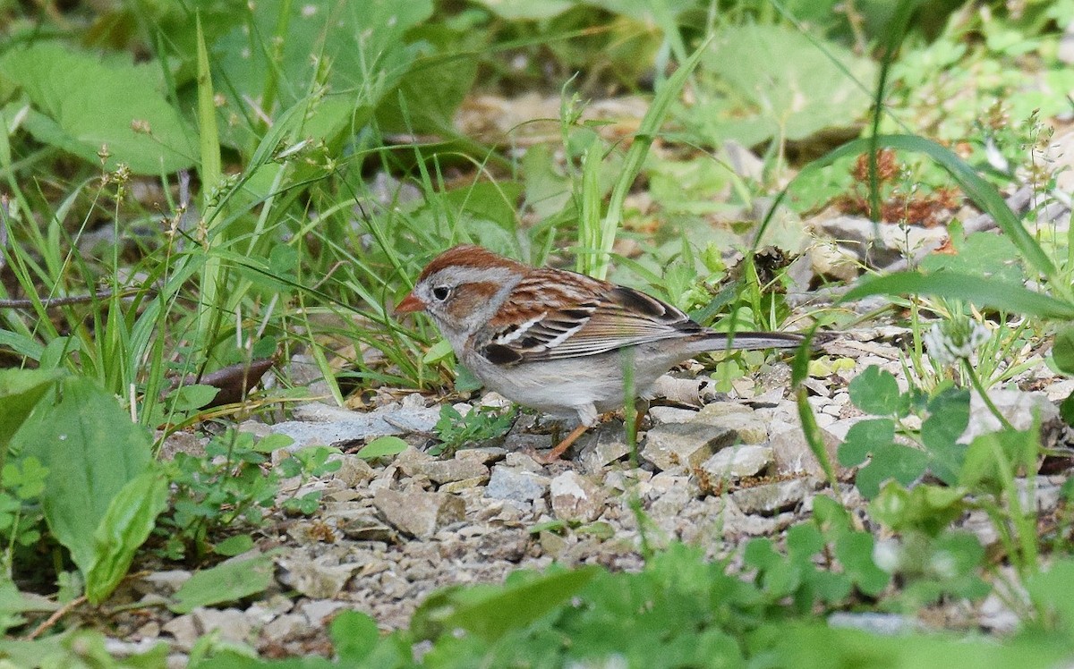Field Sparrow - ML618150322