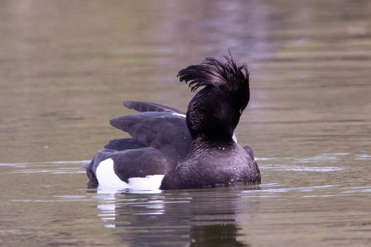 Tufted Duck - ML618150326