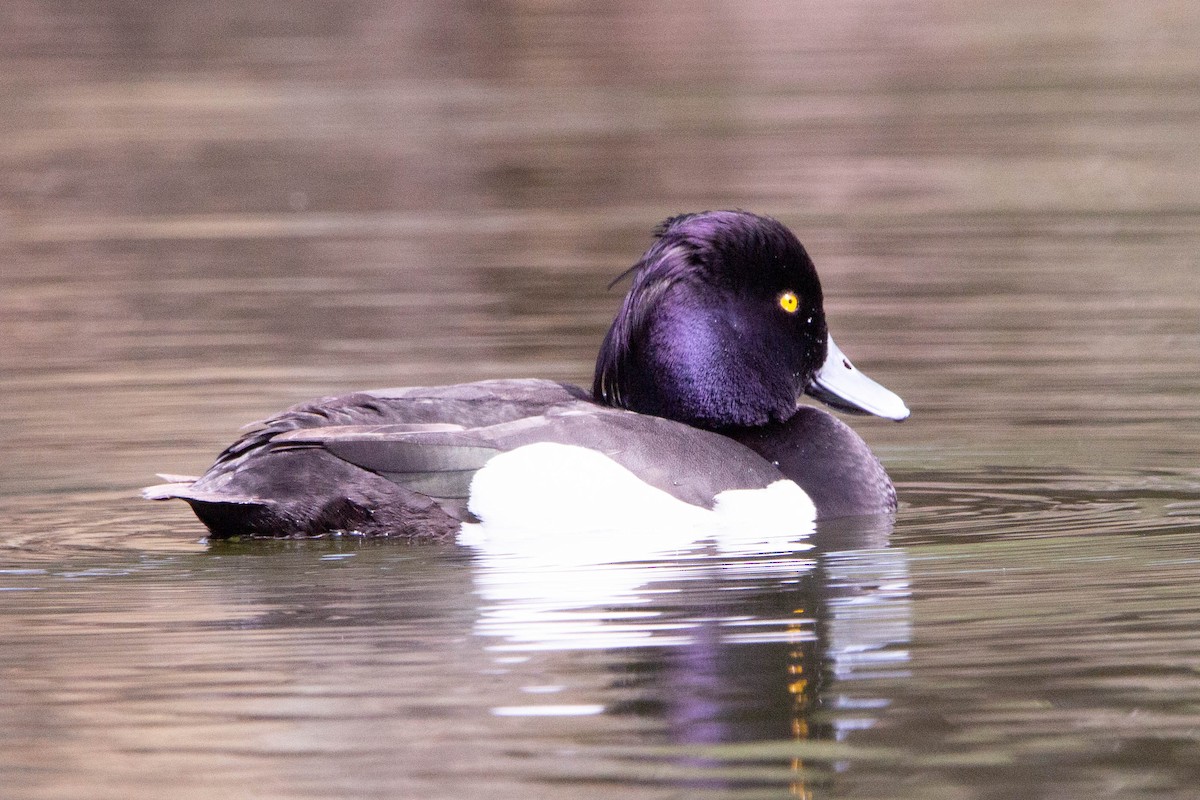 Tufted Duck - ML618150327