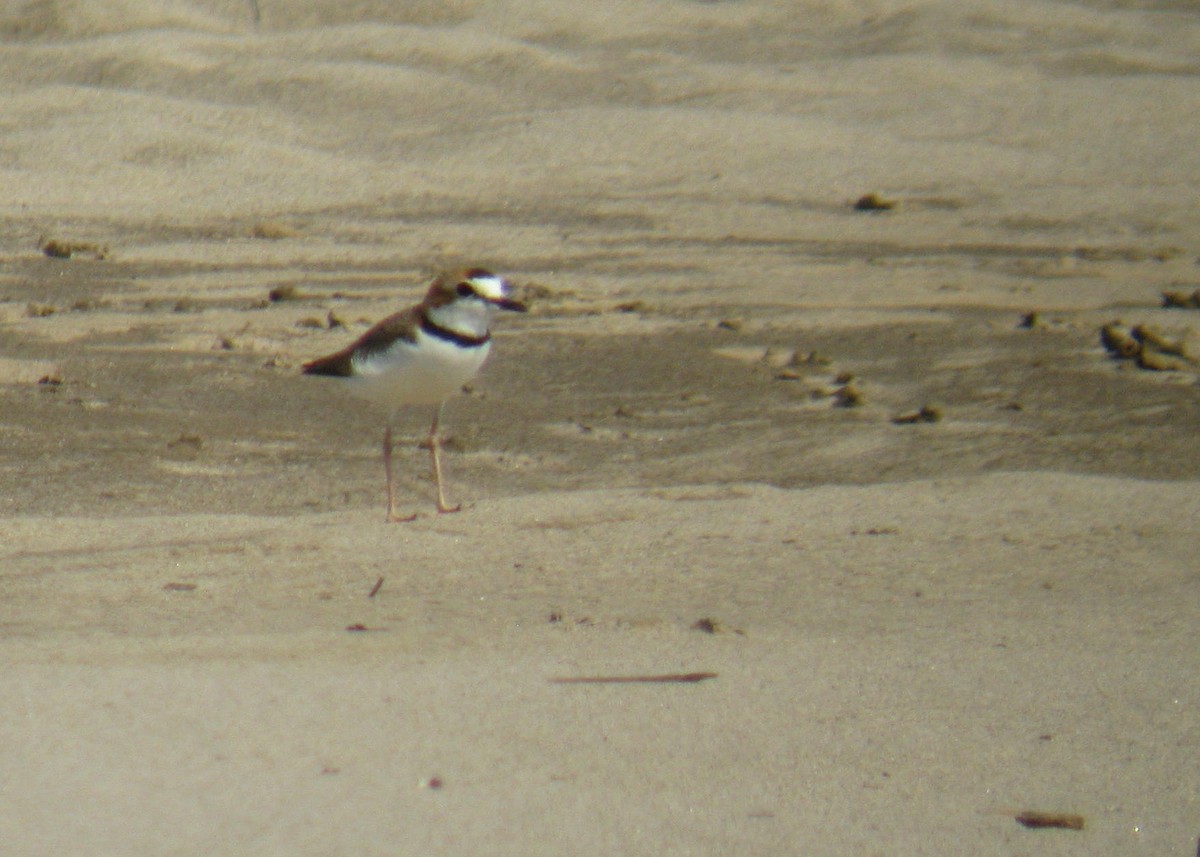 Collared Plover - ML618150344
