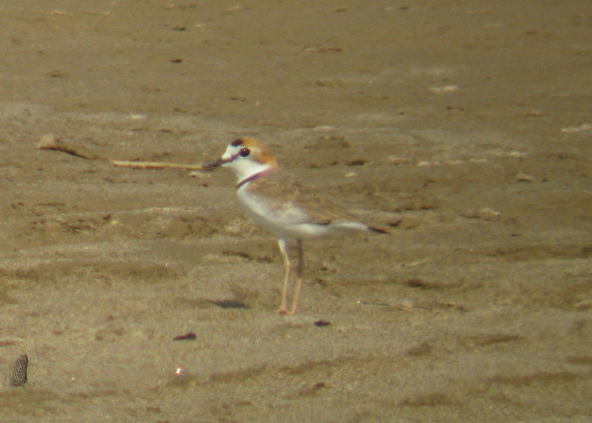 Collared Plover - ML618150345