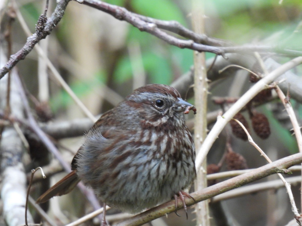Song Sparrow - Julie Riely