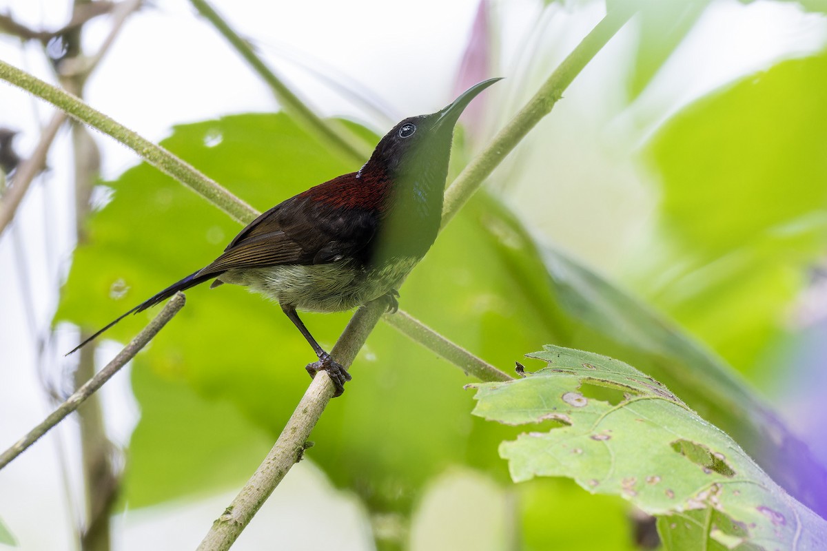 Black-throated Sunbird - ML618150363