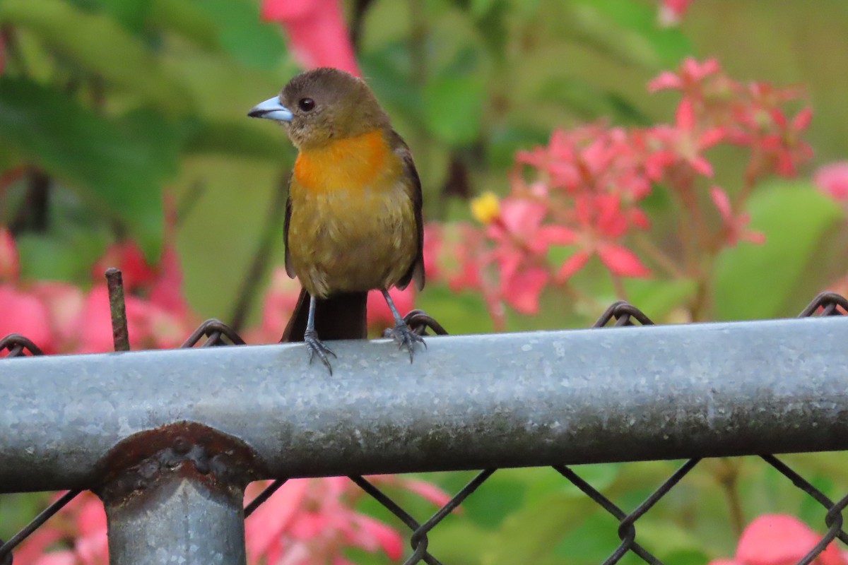 Scarlet-rumped Tanager - ML618150373