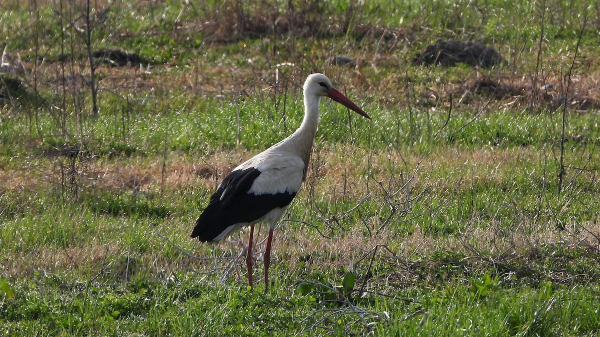 White Stork - Bruno Caula