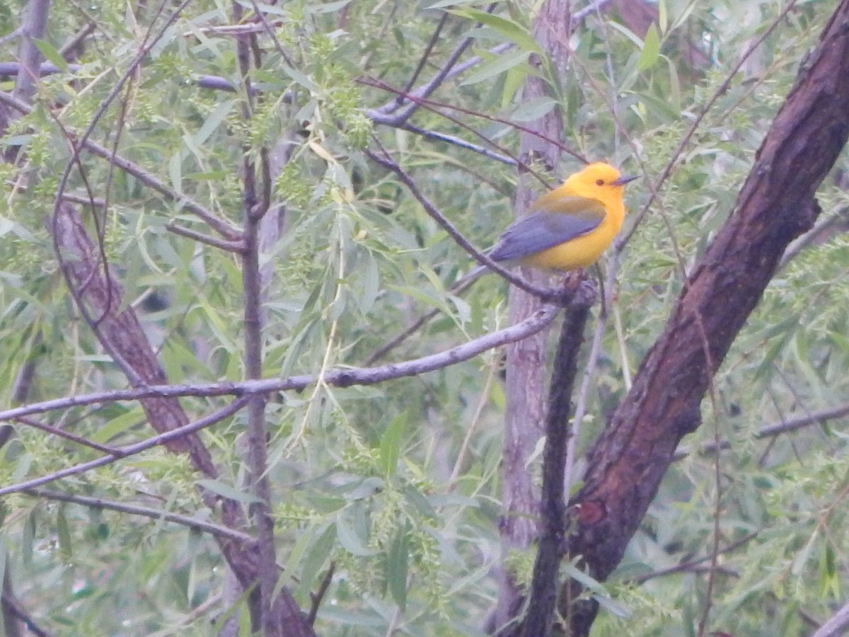 Prothonotary Warbler - ML618150378