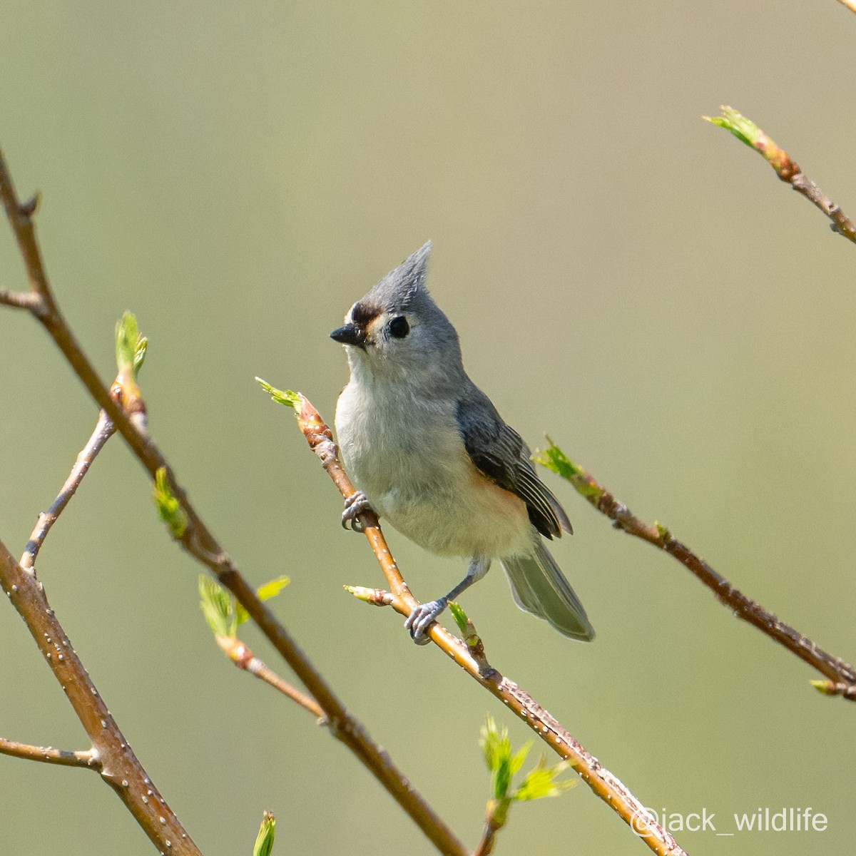 Tufted Titmouse - Sue and Alan Young