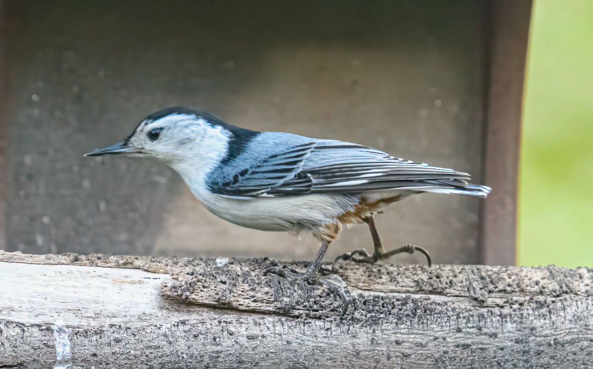 White-breasted Nuthatch - ML618150436