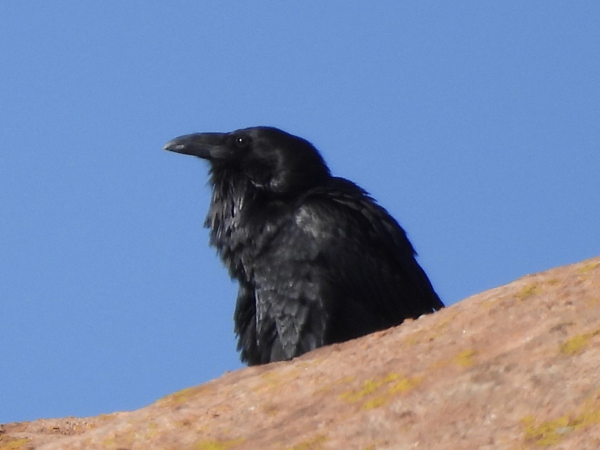 Common Raven - ML618150486