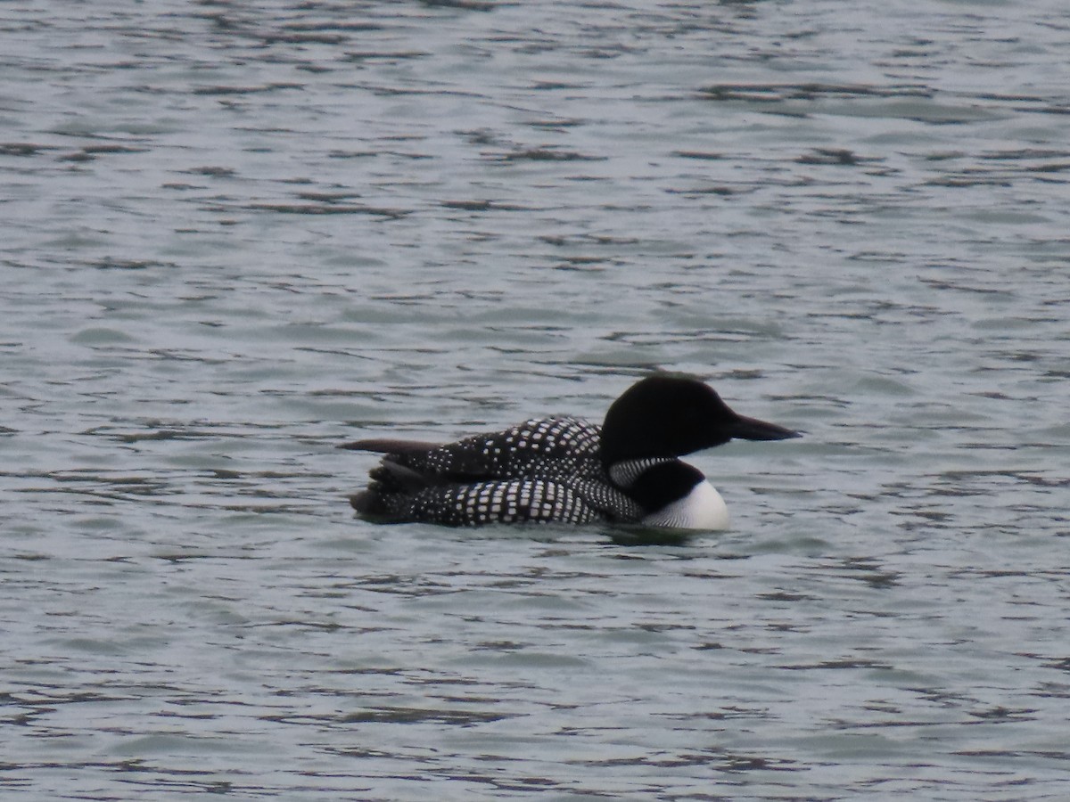 Common Loon - Barry Kinch