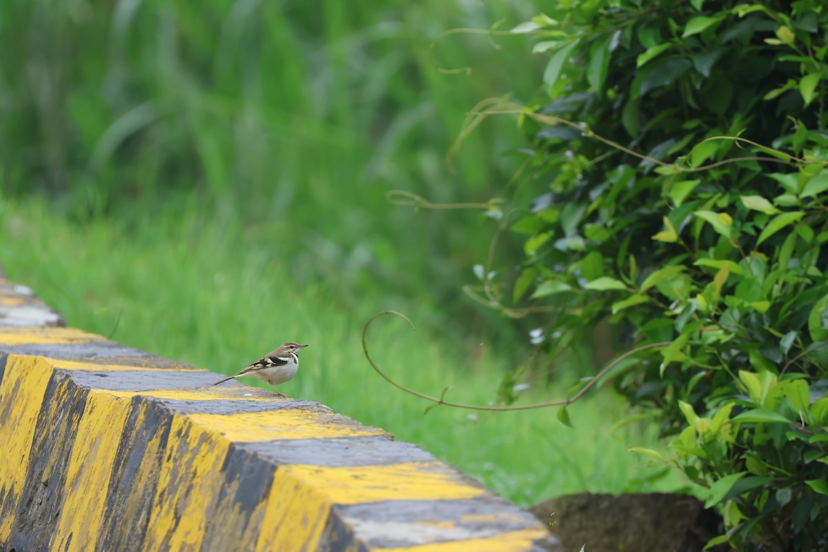 Forest Wagtail - ML618150500