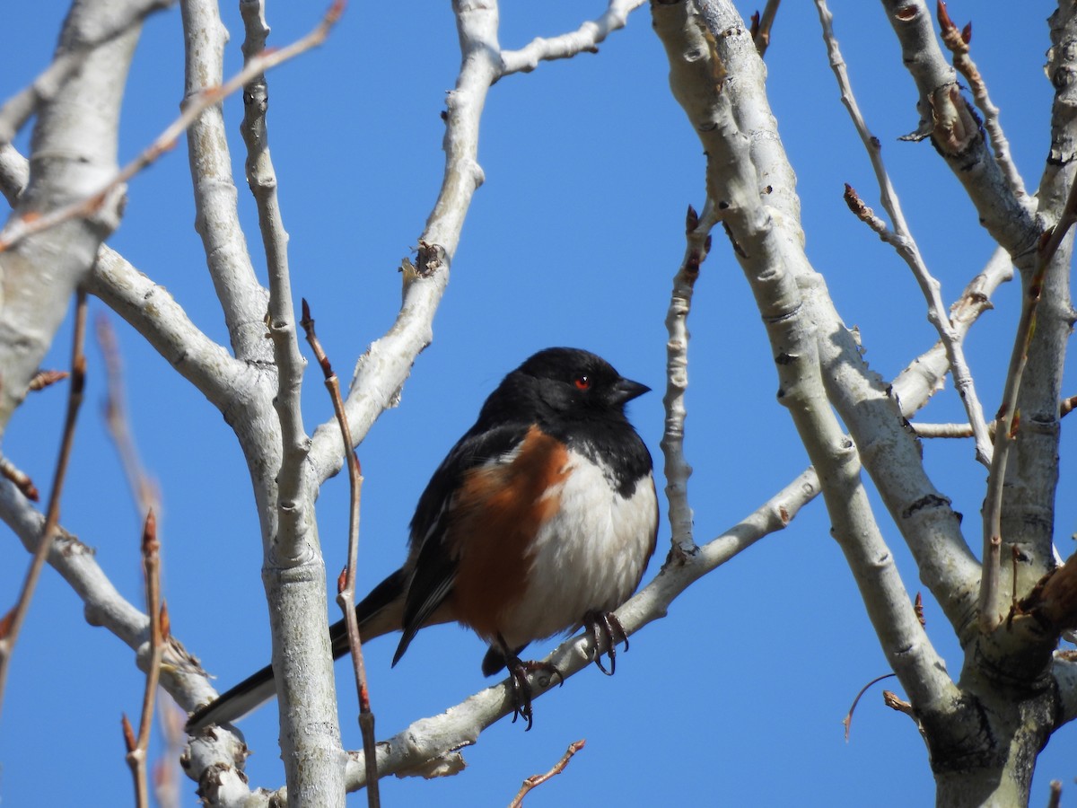 Spotted Towhee - ML618150523
