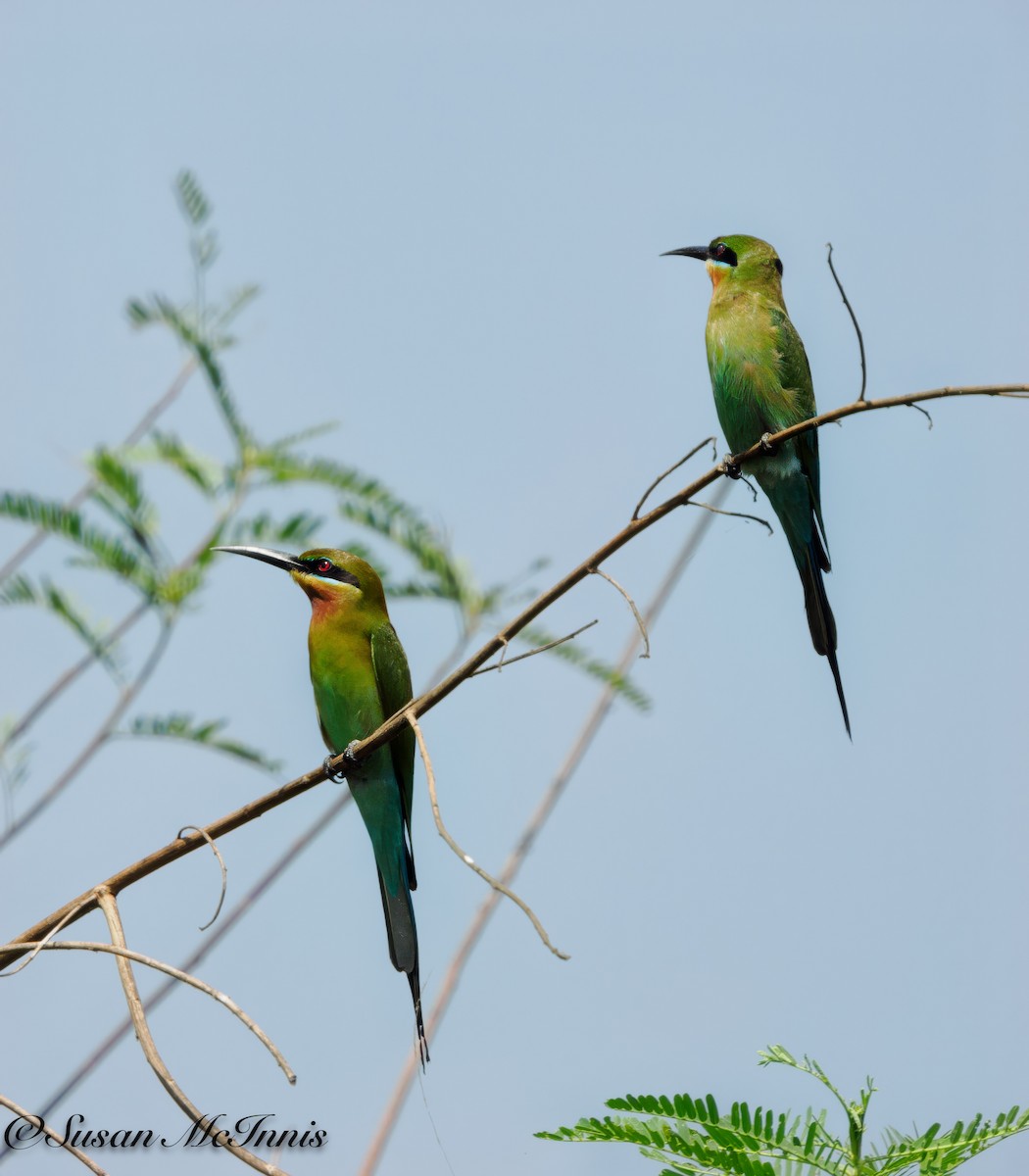 Blue-tailed Bee-eater - ML618150541