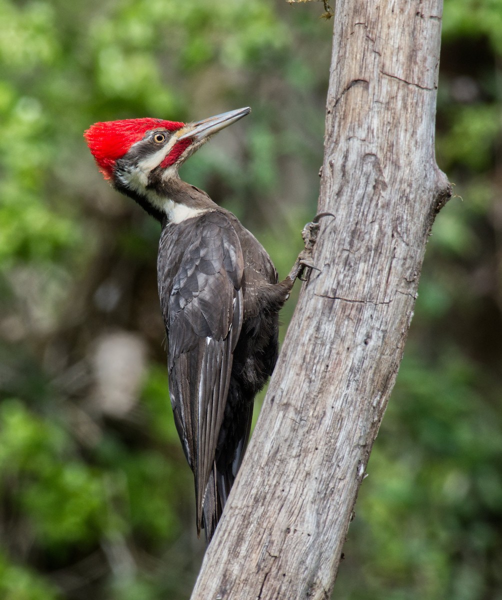 Pileated Woodpecker - ML618150549