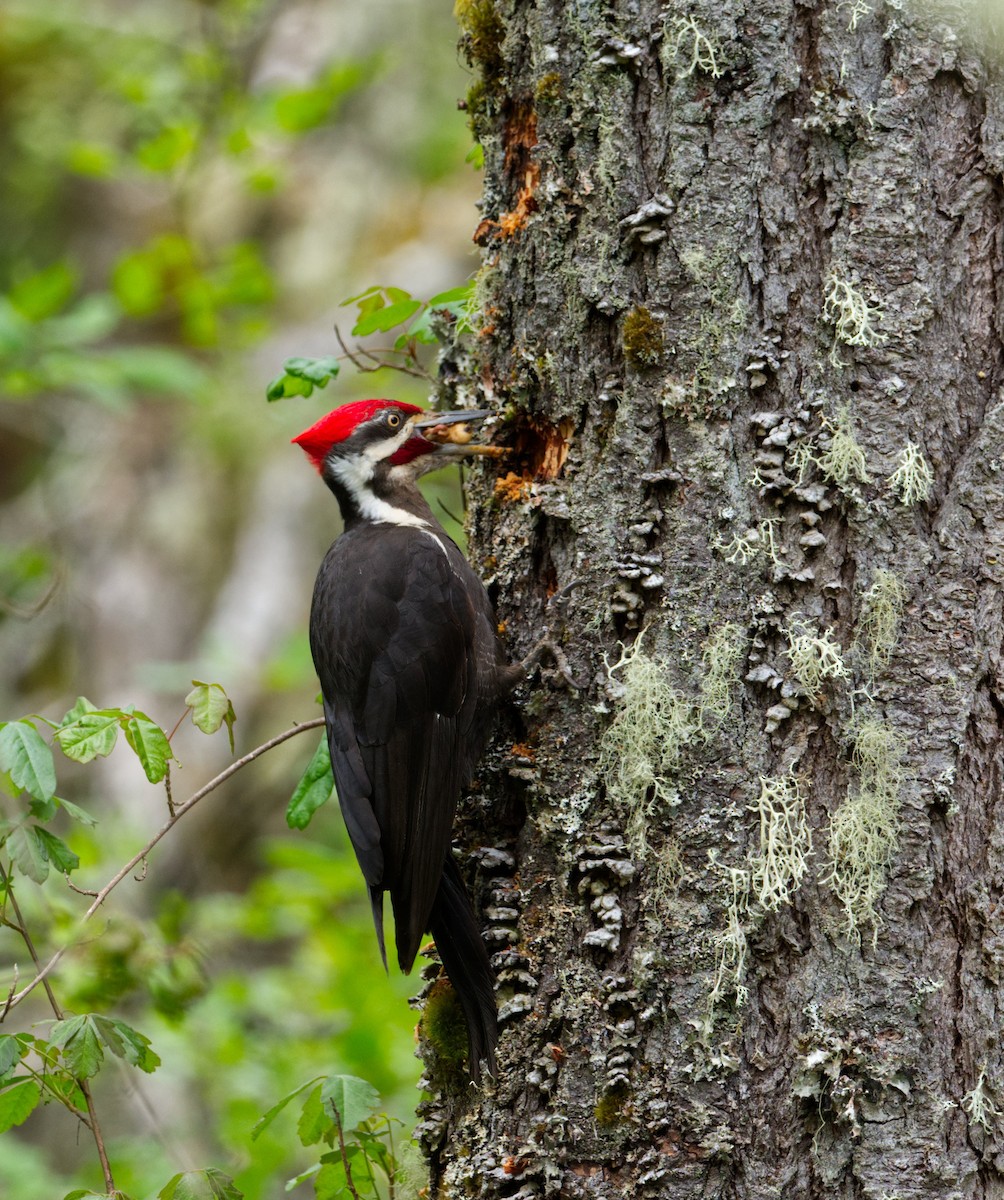 Pileated Woodpecker - Hal Sadofsky