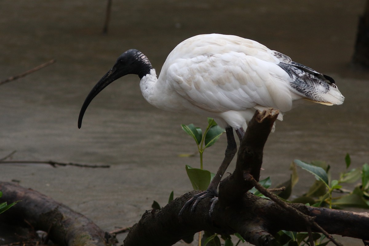 ibis australský - ML618150555