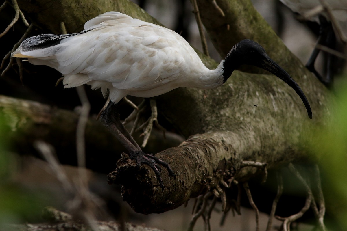 ibis australský - ML618150556